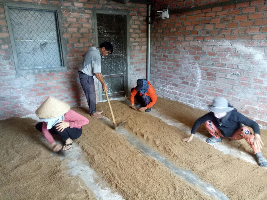 Học viên lớp nghề thực hành sơ chế nấm rơm và làm mô chuẩn bị trồng nấm. Ảnh: Đ.M.T